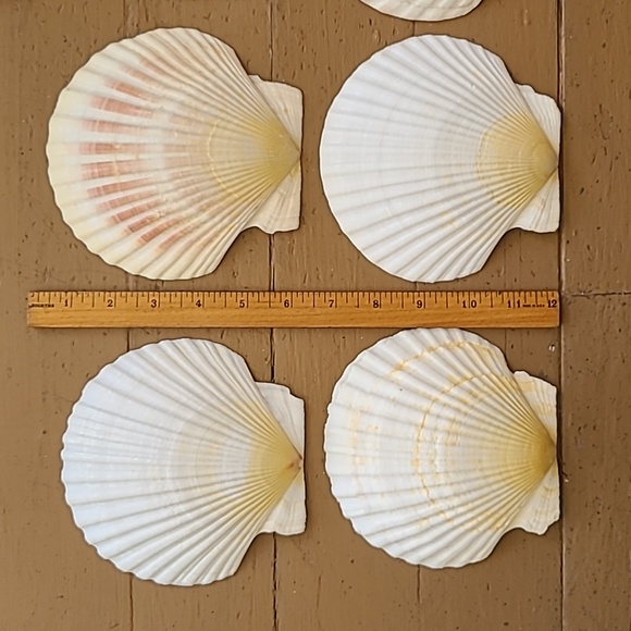 Medium Scalloped Clam Shells - Picture 10 of 11